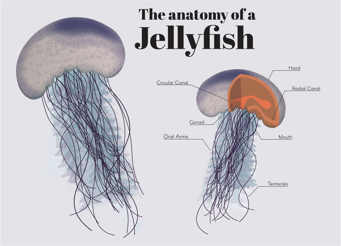 Jellyfish Medusa Diagram Stock Photo Sciencepics